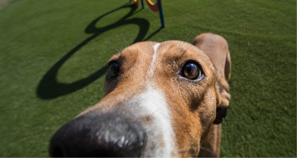 Pet Artificial Grass Installations