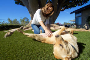 image of woman petting dog on synlawn artificial grass in West Palm Beach, FL
