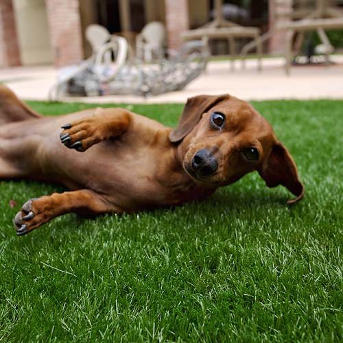 image of small dog on synlawn West Palm Beach artificial grass for pets