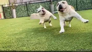 Dogs playing pet turf, artificial grass lawn in West Palm Beach, FL