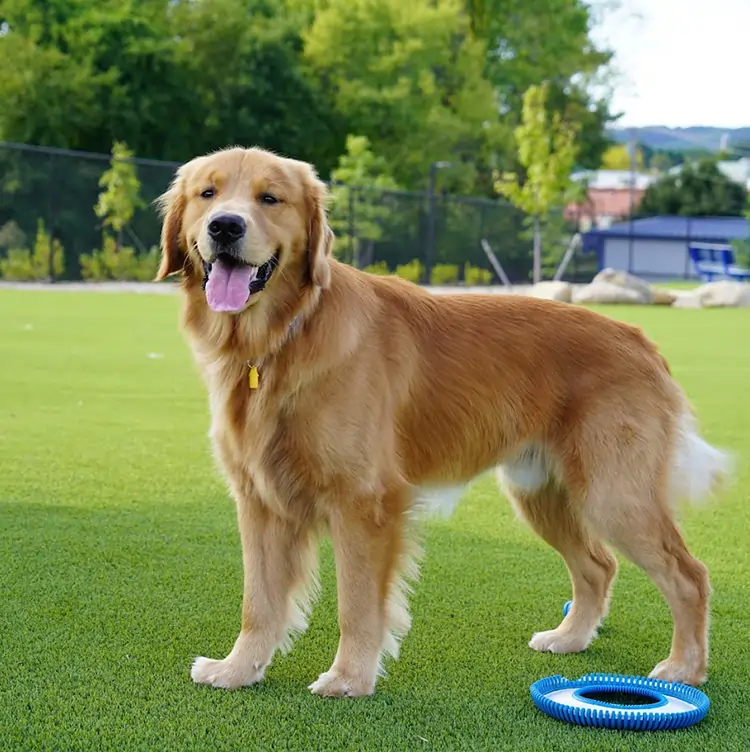 Dog playing on artificial grass from SYNLawn