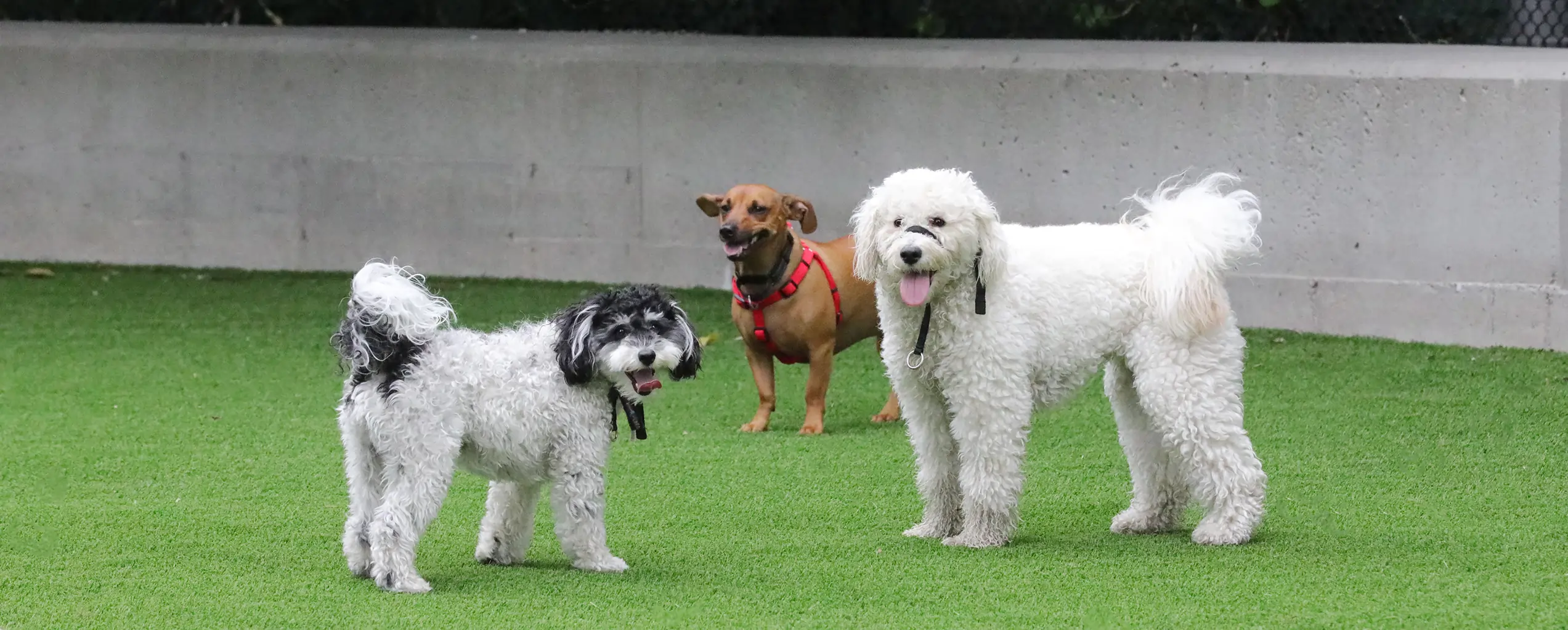 Artificial grass dog park from SYNLawn